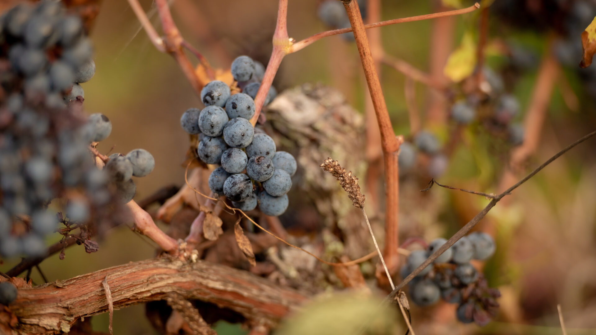Vigne grappe raisin noir - Vue macro