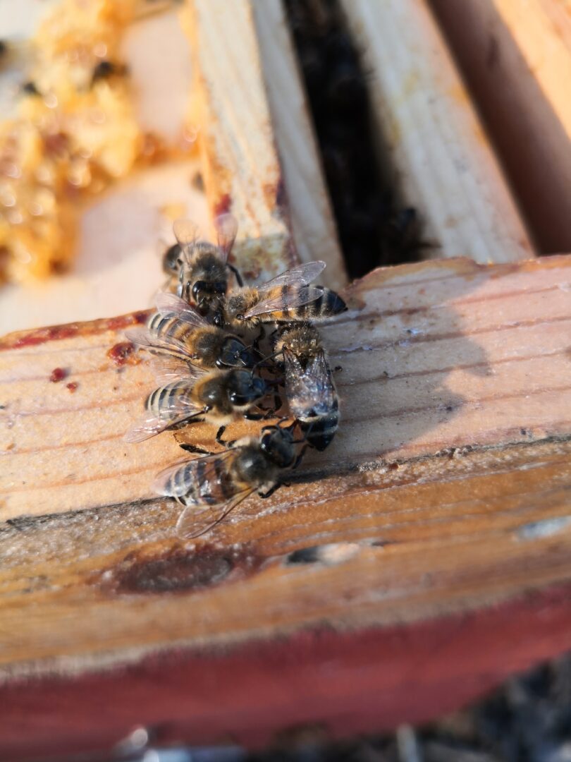 abeilles ruche clos du porte